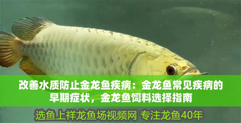 改善水質防止金龍魚疾?。航瘕堲~常見疾病的早期癥狀，金龍魚飼料選擇指南