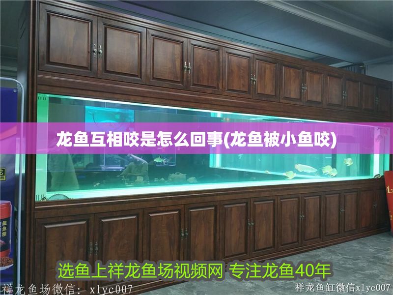 龍魚互相咬是怎么回事(龍魚被小魚咬)