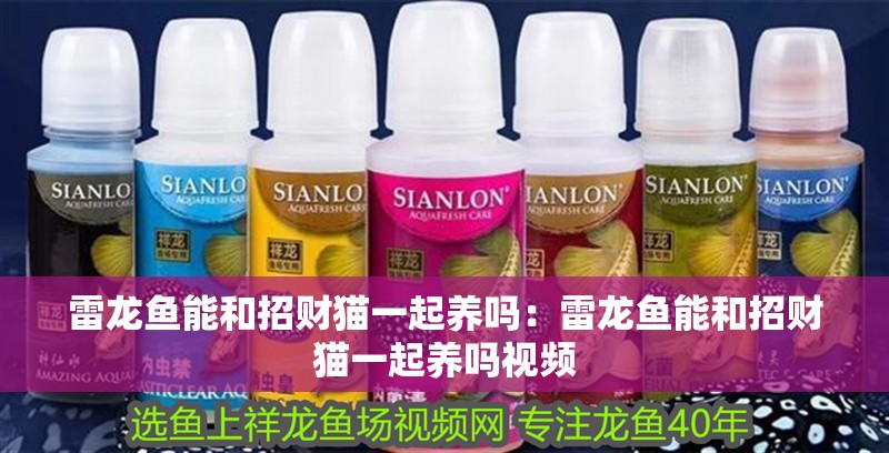 雷龍魚能和招財(cái)貓一起養(yǎng)嗎：雷龍魚能和招財(cái)貓一起養(yǎng)嗎視頻