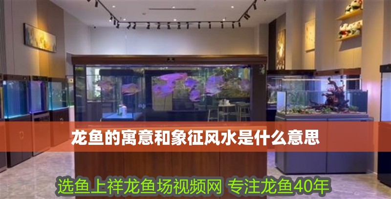 龍魚的寓意和象征風水是什么意思 龍魚的寓意和象征風水是什么意思 龍魚百科 第2張