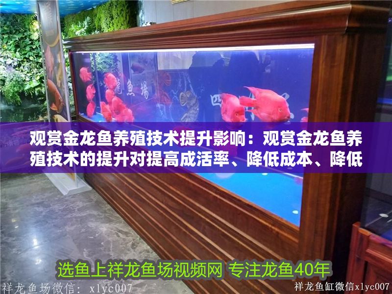 觀賞金龍魚養殖技術提升影響：觀賞金龍魚養殖技術的提升對提高成活率、降低成本、降低成本