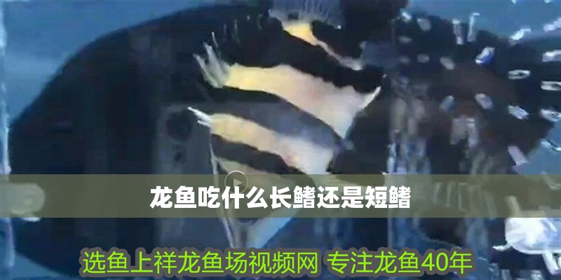 龍魚(yú)吃什么長(zhǎng)鰭還是短鰭