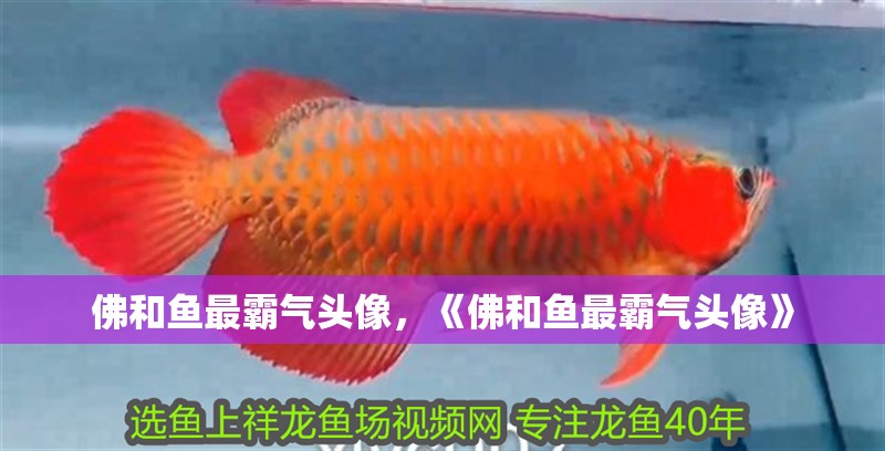 佛和魚最霸氣頭像，《佛和魚最霸氣頭像》