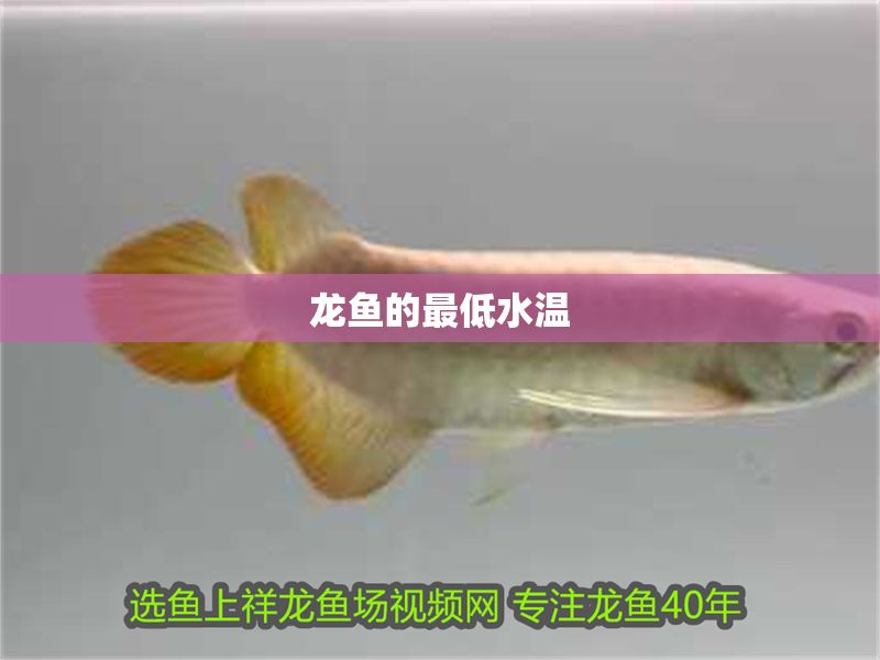 龍魚的最低水溫 龍魚百科 第2張 龍魚的最低水溫 龍魚的最低水溫 龍魚百科 第2張