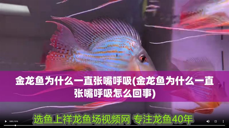 金龍魚為什么一直張嘴呼吸(金龍魚為什么一直張嘴呼吸怎么回事)