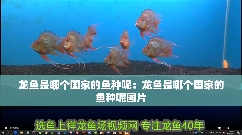 龍魚是哪個國家的魚種呢：龍魚是哪個國家的魚種呢圖片 龍魚是哪個國家的魚種呢：龍魚是哪個國家的魚種呢圖片 水族問答