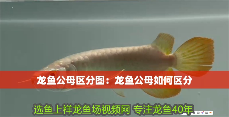 龍魚公母區(qū)分圖：龍魚公母如何區(qū)分