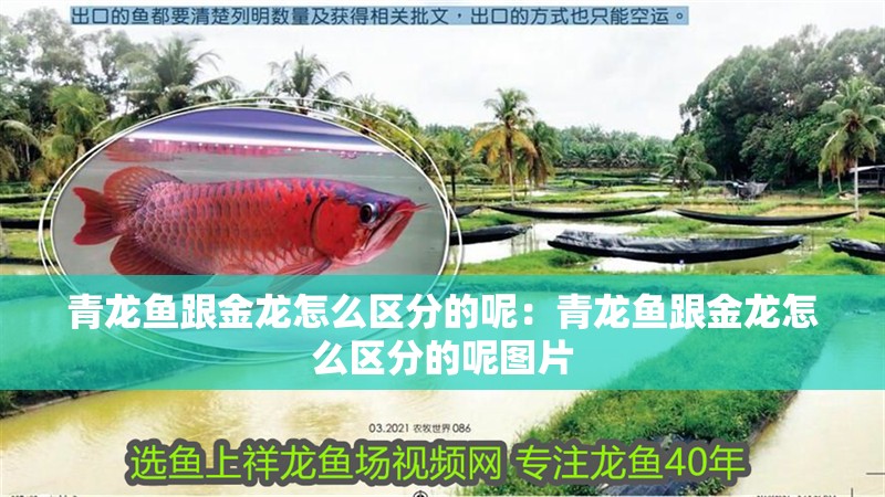青龍魚跟金龍怎么區(qū)分的呢：青龍魚跟金龍怎么區(qū)分的呢圖片