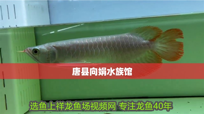 唐縣向娟水族館
