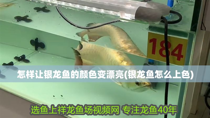 怎樣讓銀龍魚的顏色變漂亮(銀龍魚怎么上色)