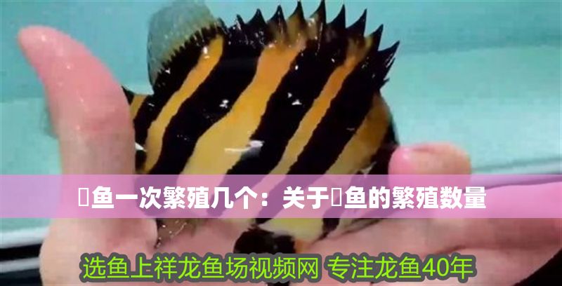 魟魚一次繁殖幾個：關于魟魚的繁殖數量 魟魚一次繁殖幾個：關于魟魚的繁殖數量 魟魚百科 第2張