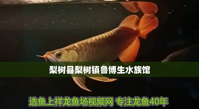 梨樹縣梨樹鎮魯博生水族館 梨樹縣梨樹鎮魯博生水族館 全國水族館企業名錄 第1張