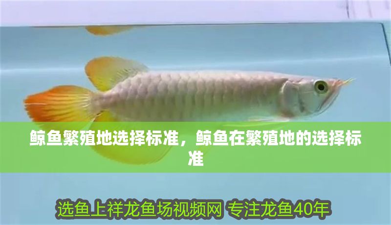 鯨魚(yú)繁殖地選擇標(biāo)準(zhǔn)，鯨魚(yú)在繁殖地的選擇標(biāo)準(zhǔn)