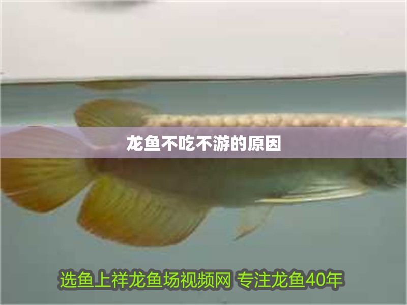 龍魚不吃不游的原因 龍魚不吃不游的原因 龍魚百科 第2張