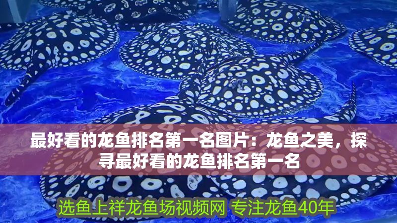 最好看的龍魚排名第一名圖片：龍魚之美，探尋最好看的龍魚排名第一名