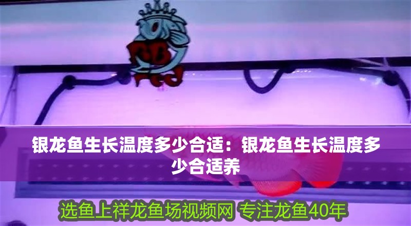 銀龍魚生長溫度多少合適：銀龍魚生長溫度多少合適養