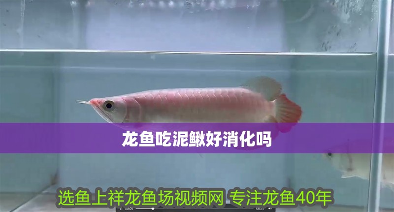 龍魚吃泥鰍好消化嗎