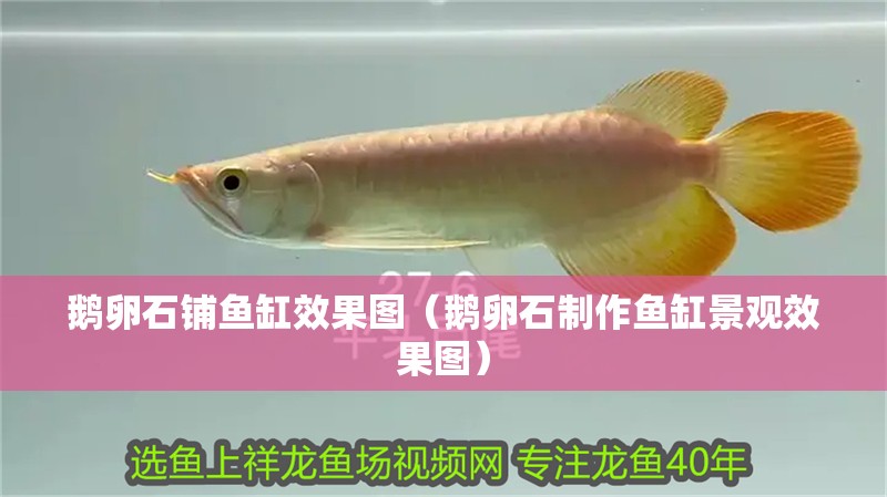 鵝卵石鋪魚缸效果圖（鵝卵石制作魚缸景觀效果圖）
