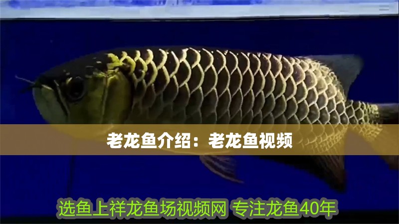 老龍魚介紹：老龍魚視頻