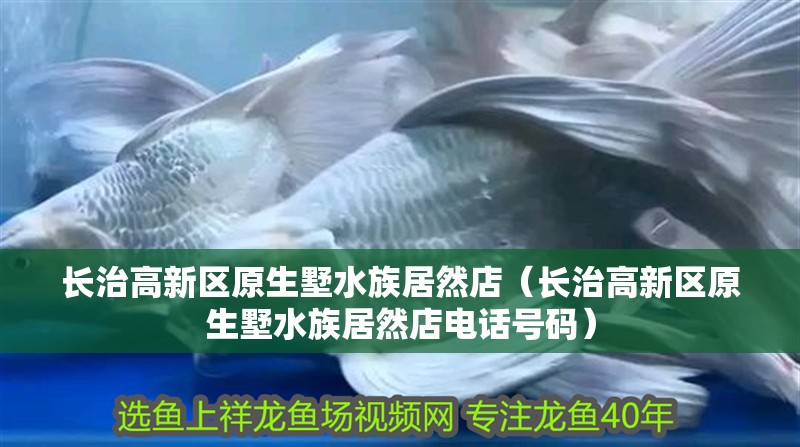 長治高新區原生墅水族居然店（長治高新區原生墅水族居然店電話號碼） 長治高新區原生墅水族居然店（長治高新區原生墅水族居然店電話號碼） 全國水族館企業名錄 第1張