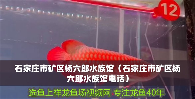 石家莊市礦區楊六郎水族館（石家莊市礦區楊六郎水族館電話）