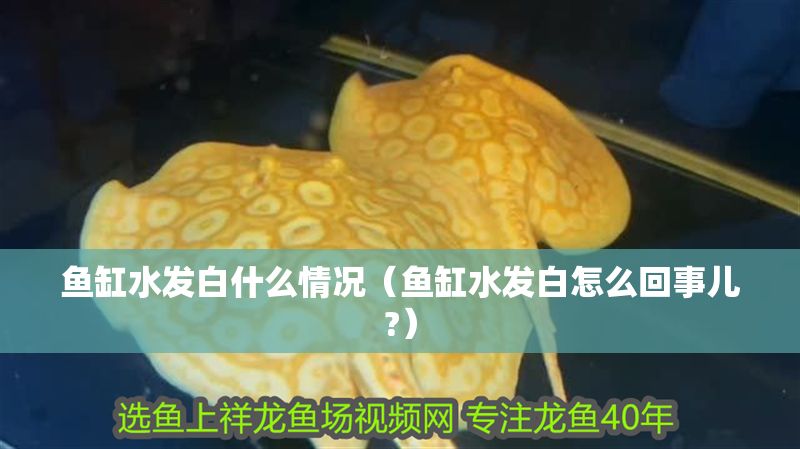 魚缸水發白什么情況（魚缸水發白怎么回事兒?）