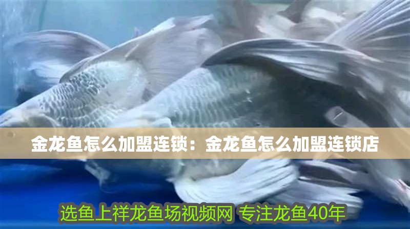金龍魚怎么加盟連鎖：金龍魚怎么加盟連鎖店 金龍魚怎么加盟連鎖：金龍魚怎么加盟連鎖店 水族問答
