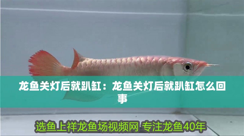 龍魚關燈后就趴缸：龍魚關燈后就趴缸怎么回事