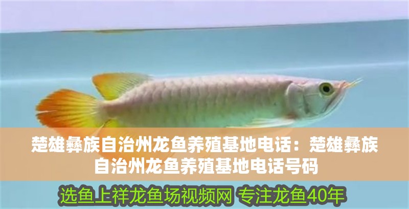 楚雄彝族自治州龍魚養(yǎng)殖基地電話：楚雄彝族自治州龍魚養(yǎng)殖基地電話號碼