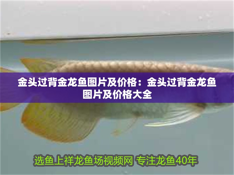 金頭過背金龍魚圖片及價格：金頭過背金龍魚圖片及價格大全
