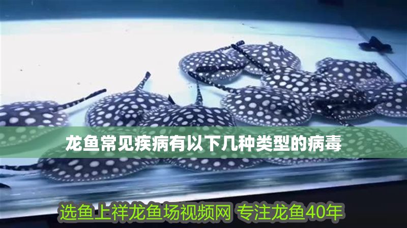 龍魚常見疾病有以下幾種類型的病毒