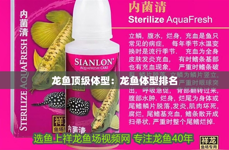 龍魚頂級體型：龍魚體型排名 龍魚頂級體型：龍魚體型排名 水族問答