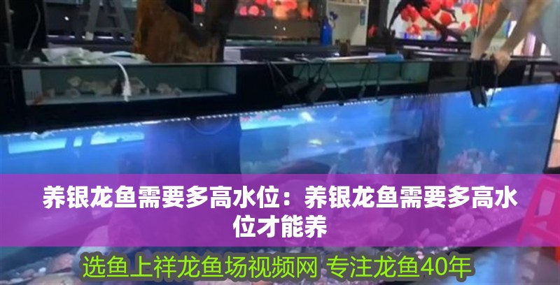 養(yǎng)銀龍魚需要多高水位：養(yǎng)銀龍魚需要多高水位才能養(yǎng)