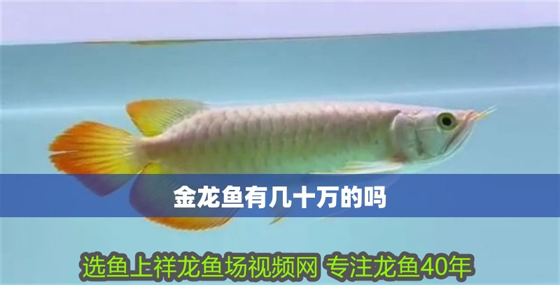 金龍魚有幾十萬的嗎