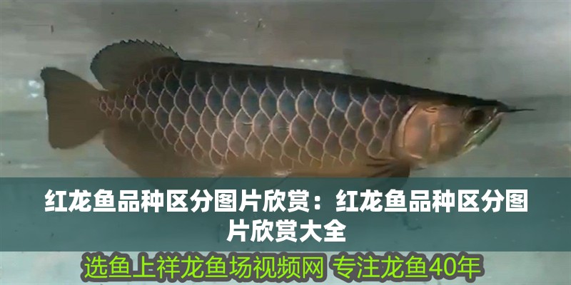 紅龍魚品種區分圖片欣賞：紅龍魚品種區分圖片欣賞大全