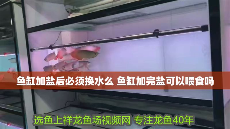 魚缸加鹽后必須換水么 魚缸加完鹽可以喂食嗎
