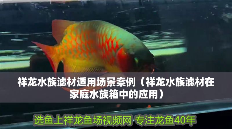 祥龍水族濾材適用場景案例（祥龍水族濾材在家庭水族箱中的應用）