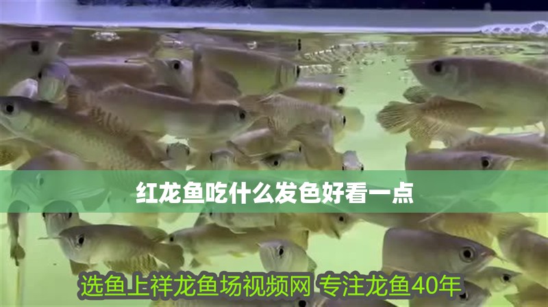 紅龍魚吃什么發色好看一點 紅龍魚吃什么發色好看一點 龍魚百科 第1張