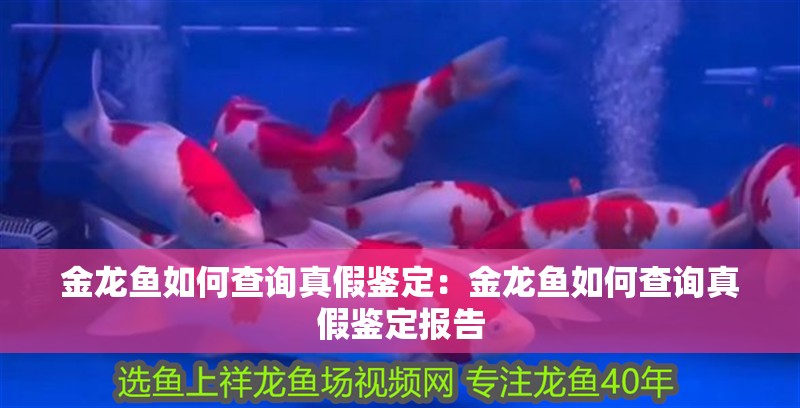 金龍魚如何查詢真假鑒定：金龍魚如何查詢真假鑒定報告