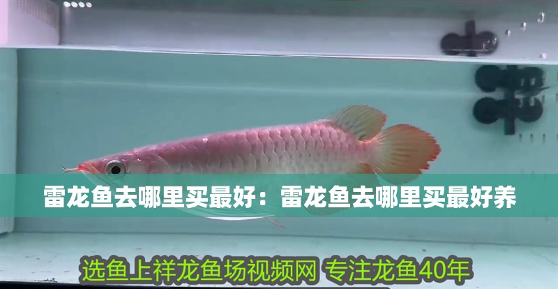 雷龍魚去哪里買最好：雷龍魚去哪里買最好養