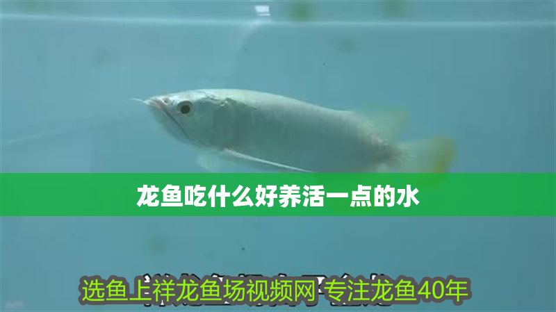 龍魚吃什么好養(yǎng)活一點(diǎn)的水
