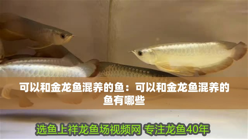 可以和金龍魚混養的魚：可以和金龍魚混養的魚有哪些 可以和金龍魚混養的魚：可以和金龍魚混養的魚有哪些 水族問答