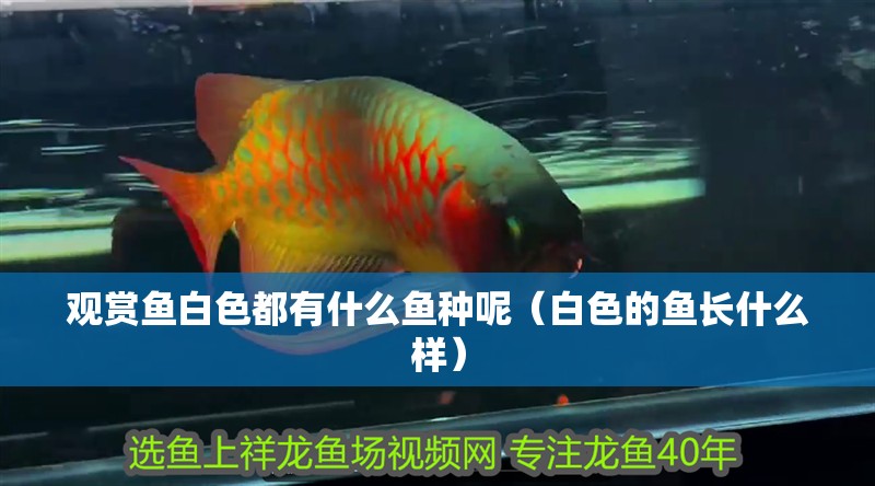 觀賞魚白色都有什么魚種呢（白色的魚長什么樣）