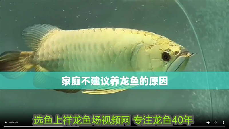 家庭不建議養(yǎng)龍魚的原因
