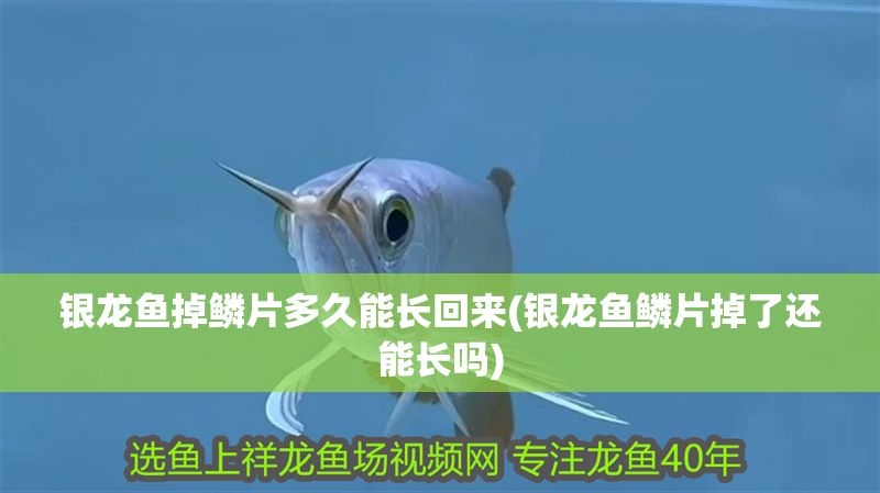 銀龍魚掉鱗片多久能長回來(銀龍魚鱗片掉了還能長嗎)