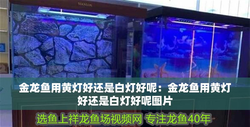 金龍魚用黃燈好還是白燈好呢:金龍魚用黃燈好還是白燈好呢圖片 水族問答 金龍魚用黃燈好還是白燈好呢:金龍魚用黃燈好還是白燈好呢圖片 金龍魚用黃燈好還是白燈好呢:金龍魚用黃燈好還是白燈好呢圖片 水族問答