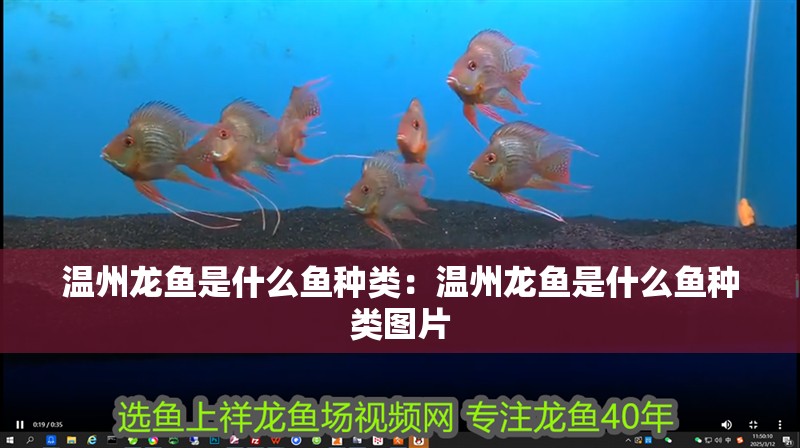 溫州龍魚是什么魚種類：溫州龍魚是什么魚種類圖片
