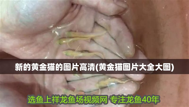 新的黃金貓的圖片高清(黃金貓圖片大全大圖) 新的黃金貓的圖片高清(黃金貓圖片大全大圖) 黃金貓魚百科 第1張