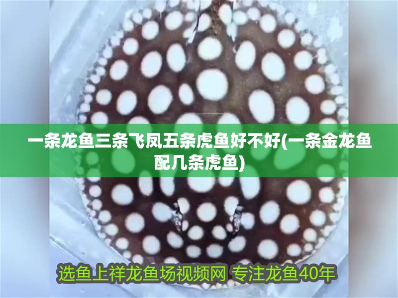一條龍魚三條飛鳳五條虎魚好不好(一條金龍魚配幾條虎魚)