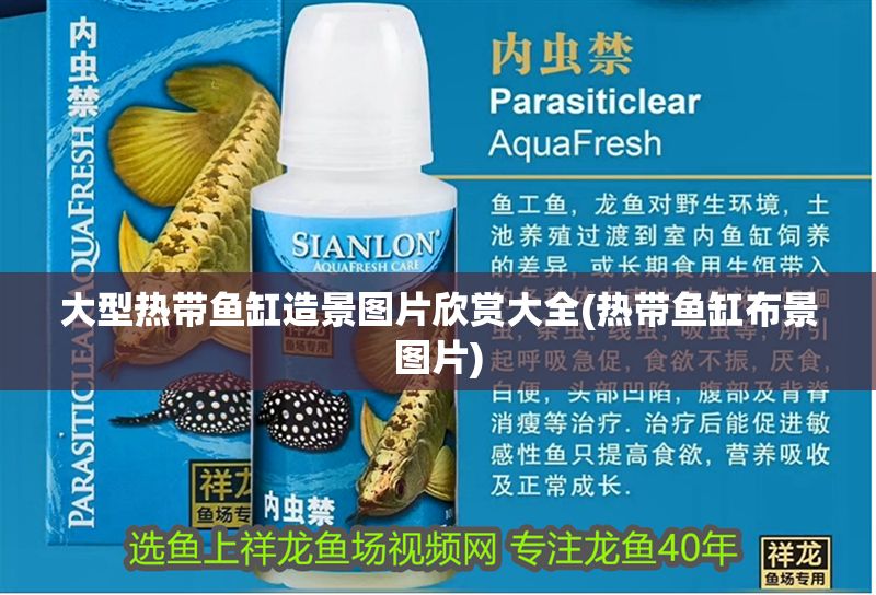 大型熱帶魚缸造景圖片欣賞大全(熱帶魚缸布景圖片)